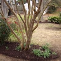 Live Oak Landscaping Example